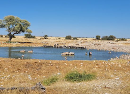 namibia/kavango/landmark/okaukuejo-etosha