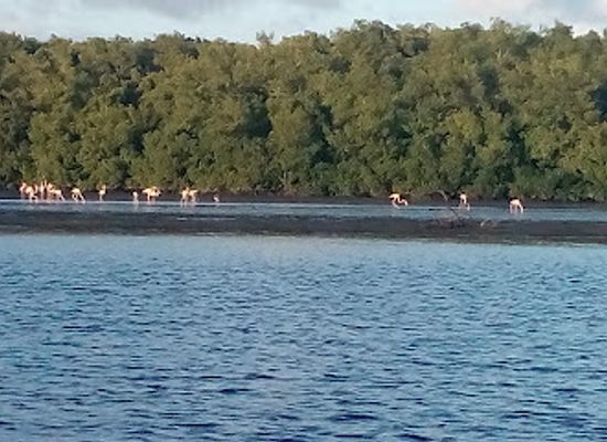 trinidad-and-tobago/st-mary/landmark/caroni-bird-sanctuary