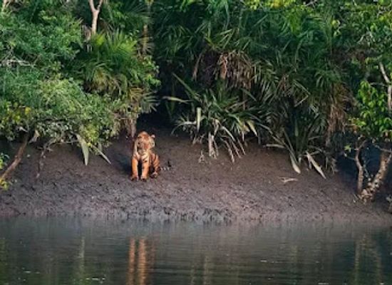 india/sundarbans/landmark/sundarban-safari