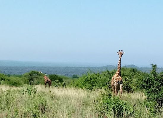 kenya/tsavo-national-park/landmark/mzima-springs