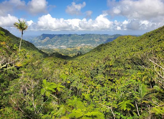puerto-rico/puerto-rican-cordillera/landmark/bosque-estatal-toro-negro