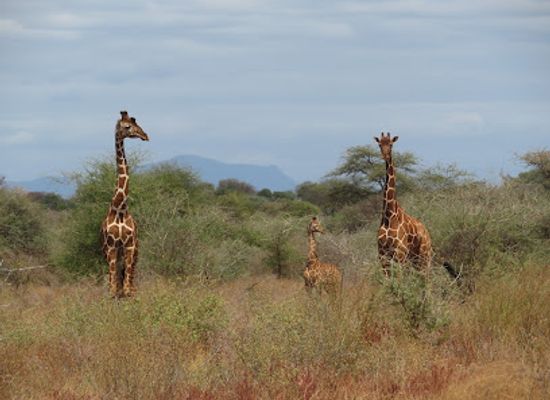 kenya/samburu-national-reserve/landmark/meru-national-park