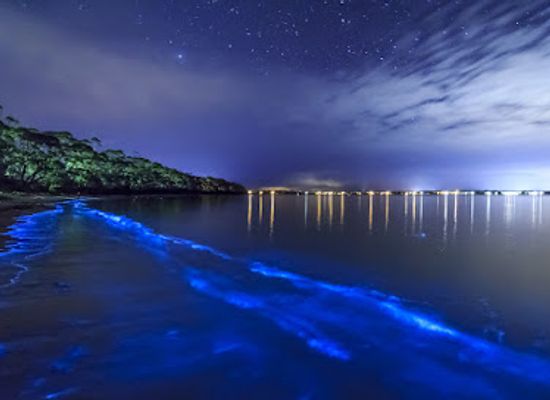 puerto-rico/vieques-island/landmark/bahia-bioluminiscente