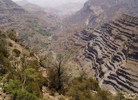 djibouti/goda-mountains/landmark/day-forest-national-park
