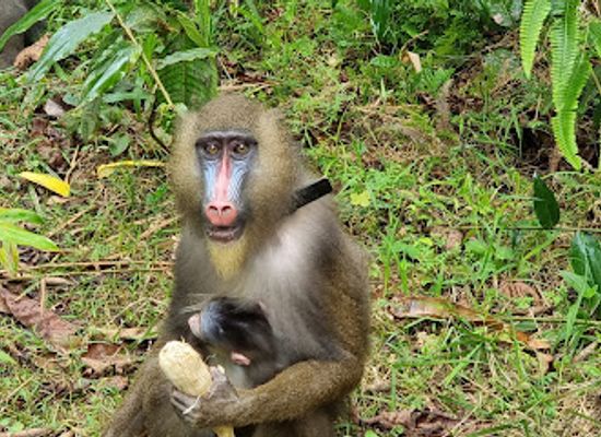 gabon/ogooue-lolo-province/landmark/parc-de-la-lekedi
