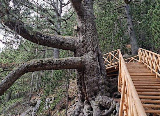 bulgaria/pirin-macedonia/landmark/baikushev-s-pine