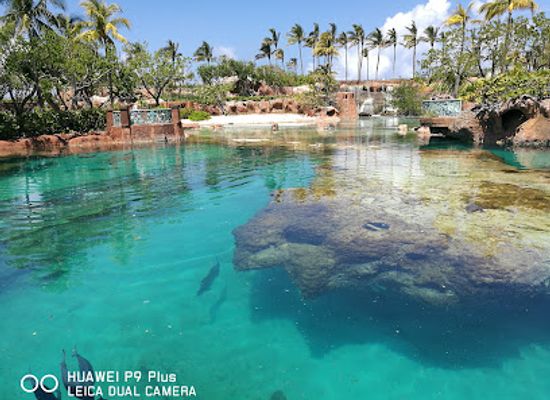the-bahamas/nassau/paradise-island/landmark/dolphin-cay-atlantis
