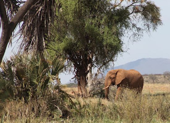 kenya/samburu-national-reserve/landmark/samburu-national-park
