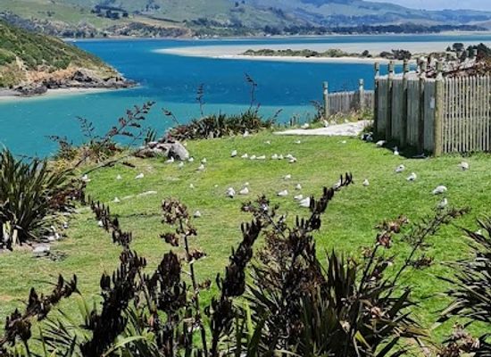 new-zealand/otago/landmark/taiaroa-head