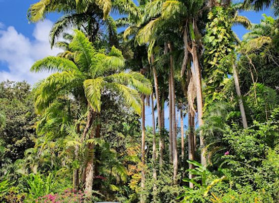 barbados/christ-church/landmark/flower-forest-botanical-gardens