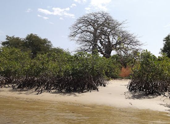 the-gambia/niumi/landmark/saloum-delta-national-park