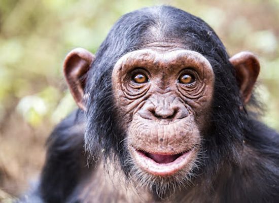 uganda/eastern-region/landmark/ngamba-chimpanzee-sanctuary-on-lake-victoria