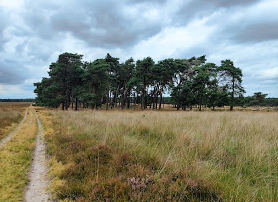 netherlands/veluwe/landmark/deelerwoud