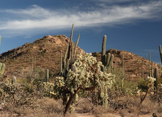 arizona/verde-valley/landmark/saguaro-national-park