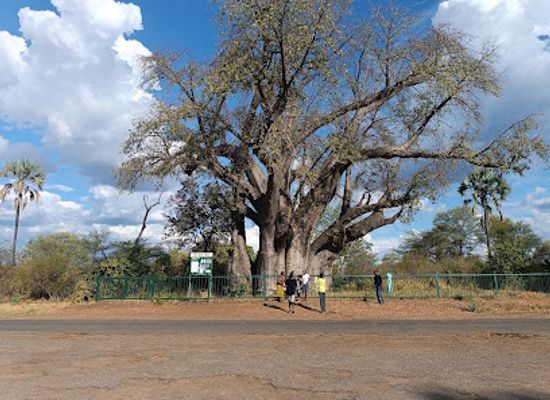 zimbabwe/hwange/landmark/the-big-tree-victoria-falls