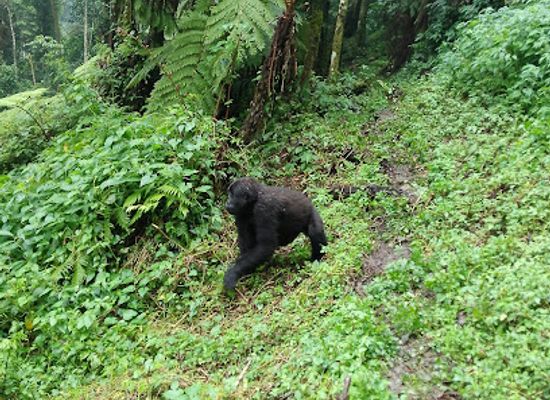 uganda/bwindi-impenetrable-national-park/landmark/buhoma-sector-uganda