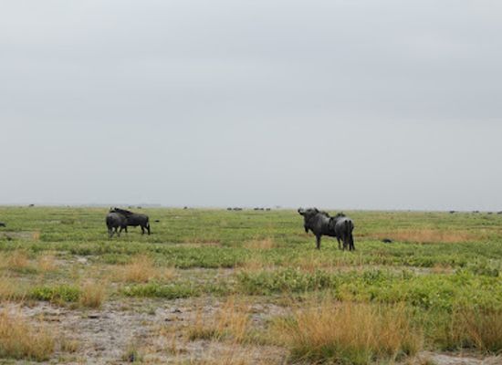 zambia/luangwa-valley/landmark/liuwa-plain-national-park