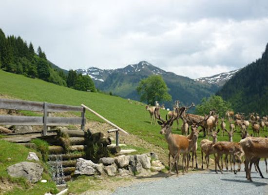 austria/otztal/landmark/wildpark-aurach
