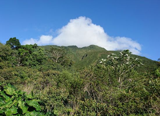 dominica/saint-david/landmark/central-forest-reserve