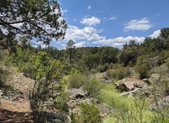 arizona/prescott-national-forest/landmark/salida-gulch-trail-95