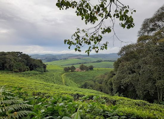 burundi/makamba/landmark/kibira-national-park
