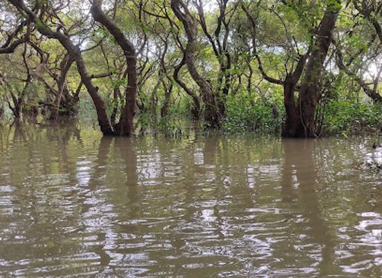 bangladesh/ratargul-swamp-forest/landmark/ratargul-swam-forest-shaheber-bazar-turn
