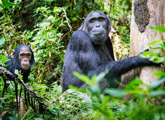 uganda/western-region/landmark/kibale-national-park