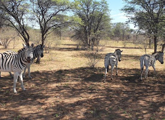 botswana/kalahari-desert/landmark/khama-rhino-sanctuary