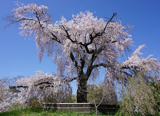 japan/kinki-kansai/landmark/maruyama-park