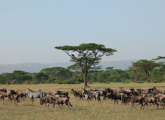 tanzania/selous-game-reserve/landmark/serengeti-national-park