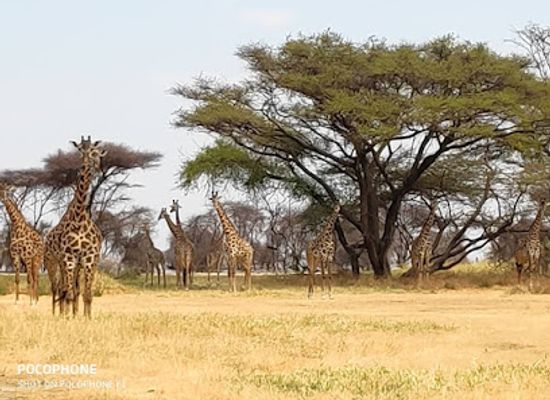 tanzania/selous-game-reserve/landmark/africa-natural-tours-l-t-d
