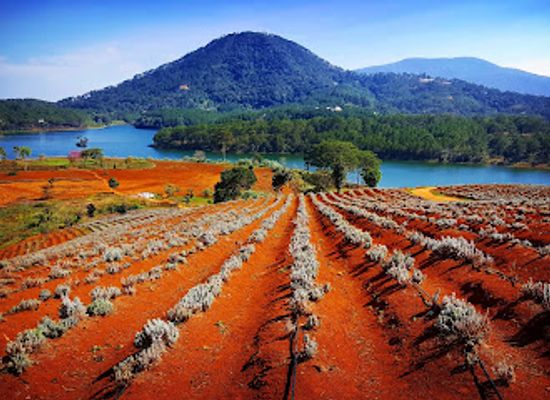 vietnam/dalat/landmark/lavender-dalat-tourist-area