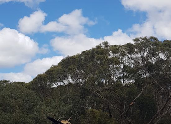 australia/kangaroo-island/landmark/raptor-domain
