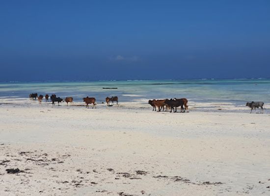 tanzania/zanzibar-island/landmark/zanzibar-butterfly-centre