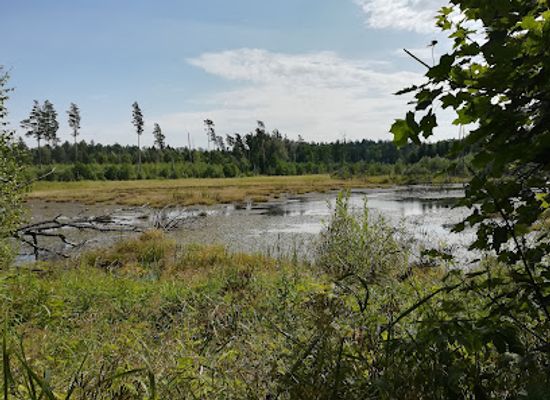 poland/suwalszczyzna/landmark/puszcza-romincka-landscape-park
