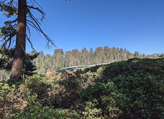 california/sequoia-national-park/landmark/muir-grove