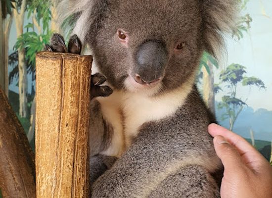 australia/gippsland/landmark/maru-koala-and-animal-park
