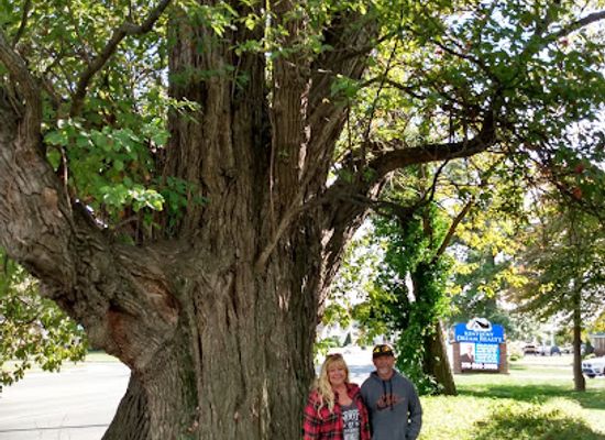 kentucky/owensboro/landmark/sassafras-tree