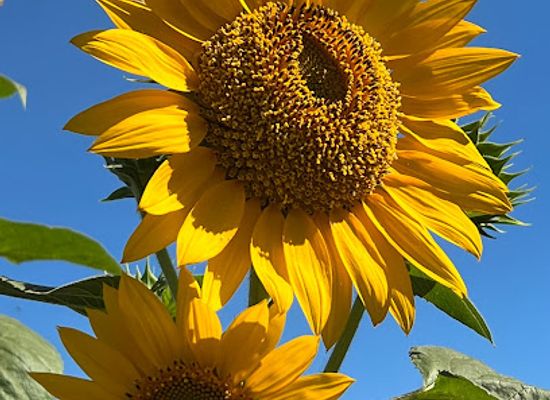 philippines/central-luzon/landmark/tayug-sunflower-eco-park