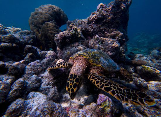 maldives/faafu-atoll/landmark/faatima-reef