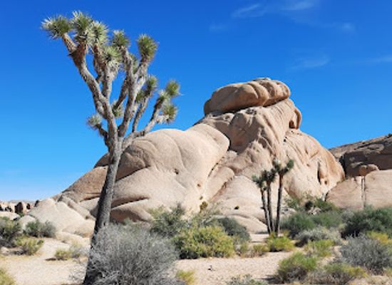 california/joshua-tree/landmark/joshua-tree-visitor-center