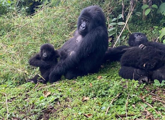 rwanda/nyabarongo-river/landmark/wild-hikes-rwanda