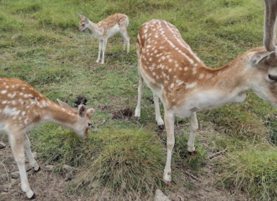 new-zealand/bay-of-plenty/landmark/marshalls-animal-park