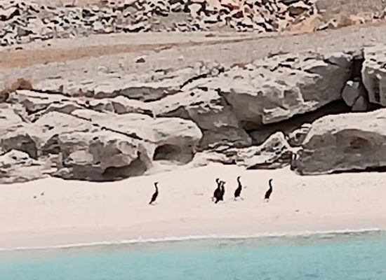 oman/musandam-peninsula/landmark/beach-accessable-from-the-sea