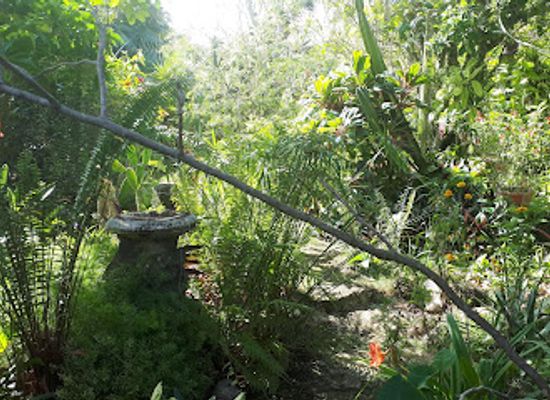 jamaica/great-morass/landmark/barney-s-flower-hummingbird-garden-jamaica