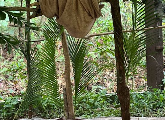 panama/gamboa/landmark/gamboa-sloth-sanctuary
