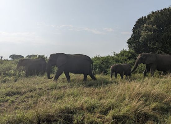 uganda/queen-elizabeth-national-park/landmark/uganda-natural-tours-queen-elizabeth-national-park