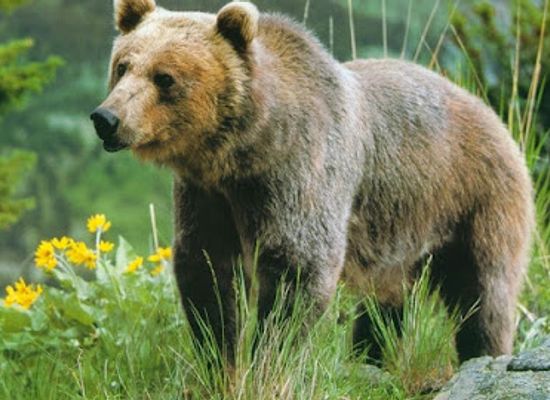 bulgaria/rhodope-mountains/landmark/bear-watching-outpost
