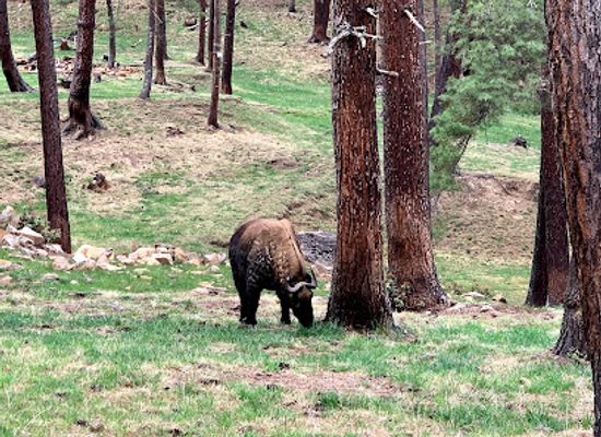 bhutan/sarpang-district/landmark/royal-takin-preserve