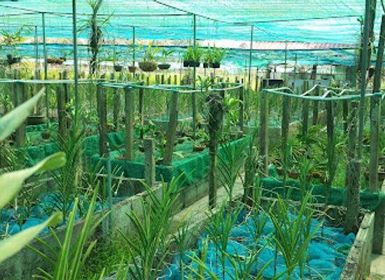 thailand/udon-thani/landmark/udon-sunshine-orchid